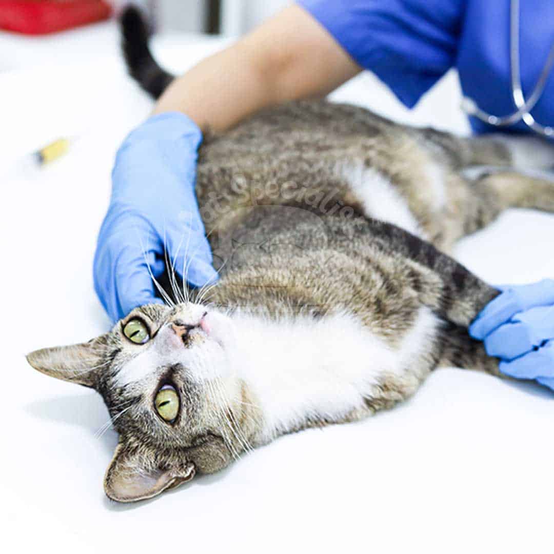 Diagnosa Kimia Darah Lengkap