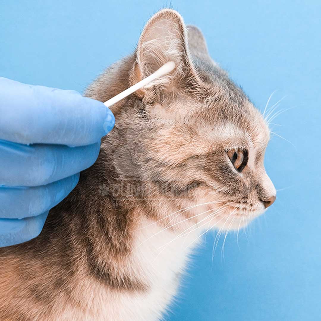 Diagnosa Swab Telinga