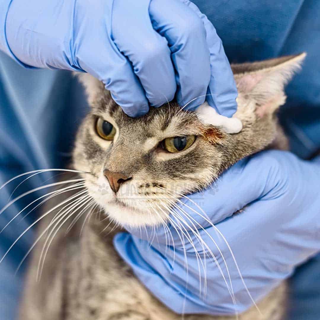 Layanan Anti Parasit