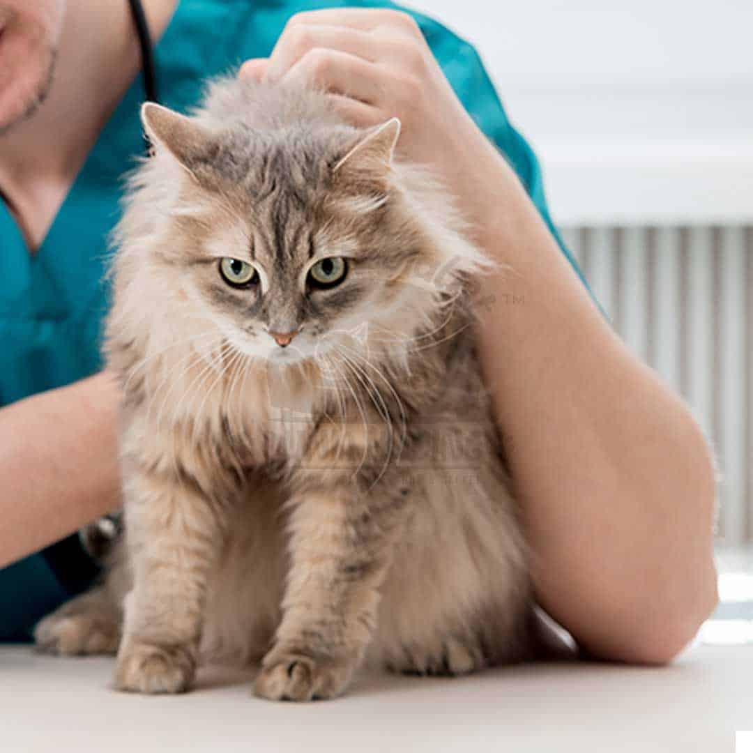 Layanan Jasa Dokter Hewan