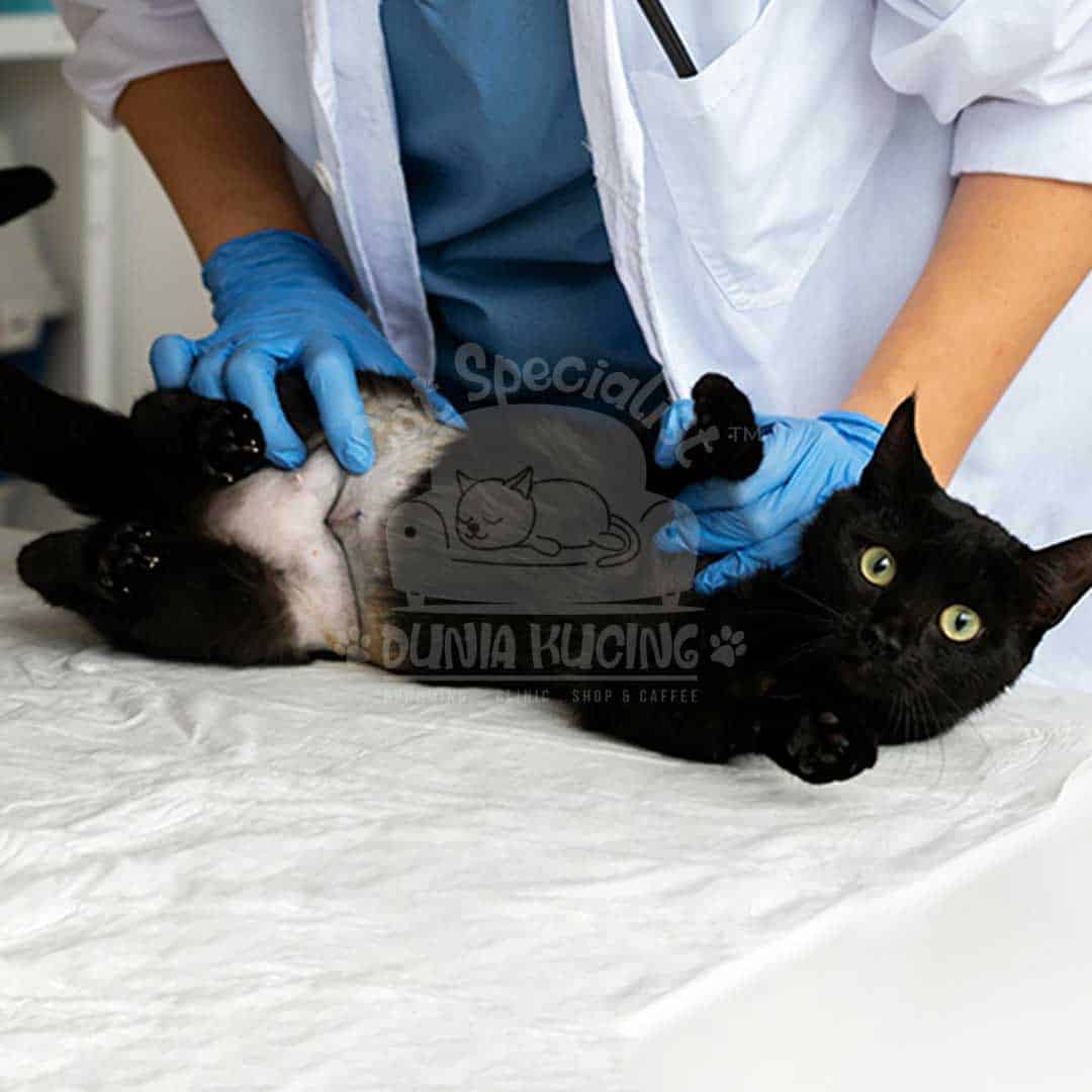 Operasi Abdominocentetis Kucing