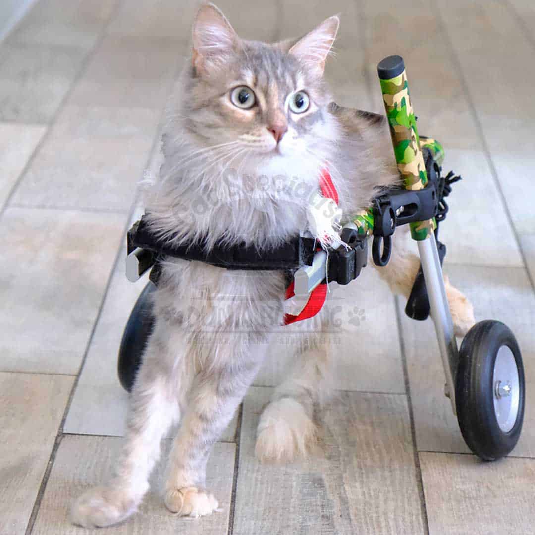 Operasi Amputasi Kucing