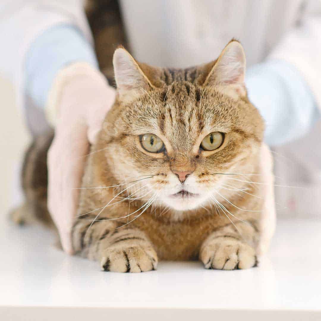 Operasi Kateterisasi Vesica Urinaria Kucing