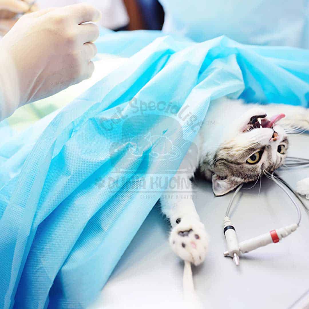 Operasi Ovariohesterectomy / Steril Kucing