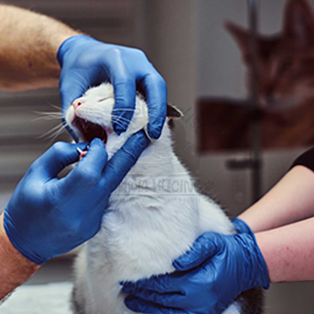 Operasi Scaling Gigi Kucing