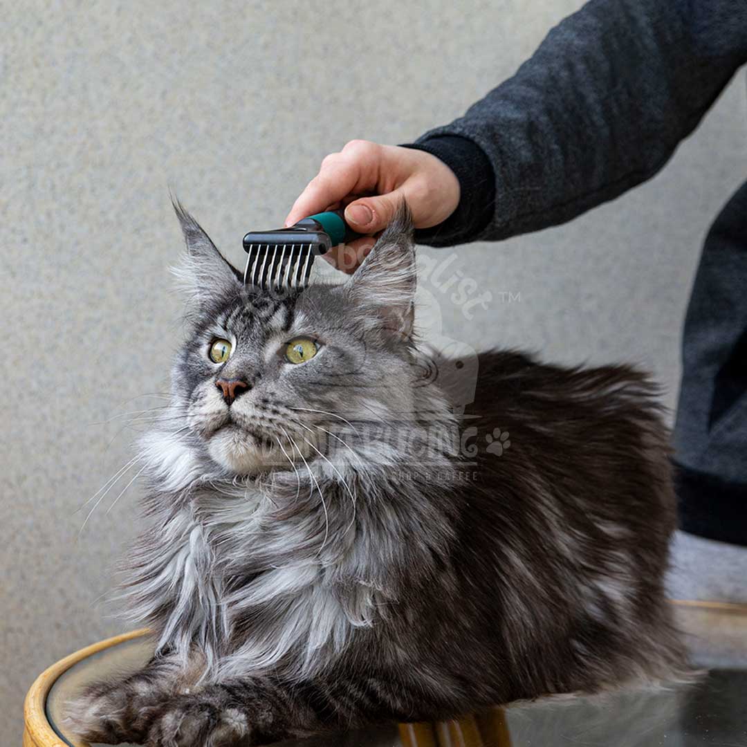 Premium Grooming - Cat Show Grooming