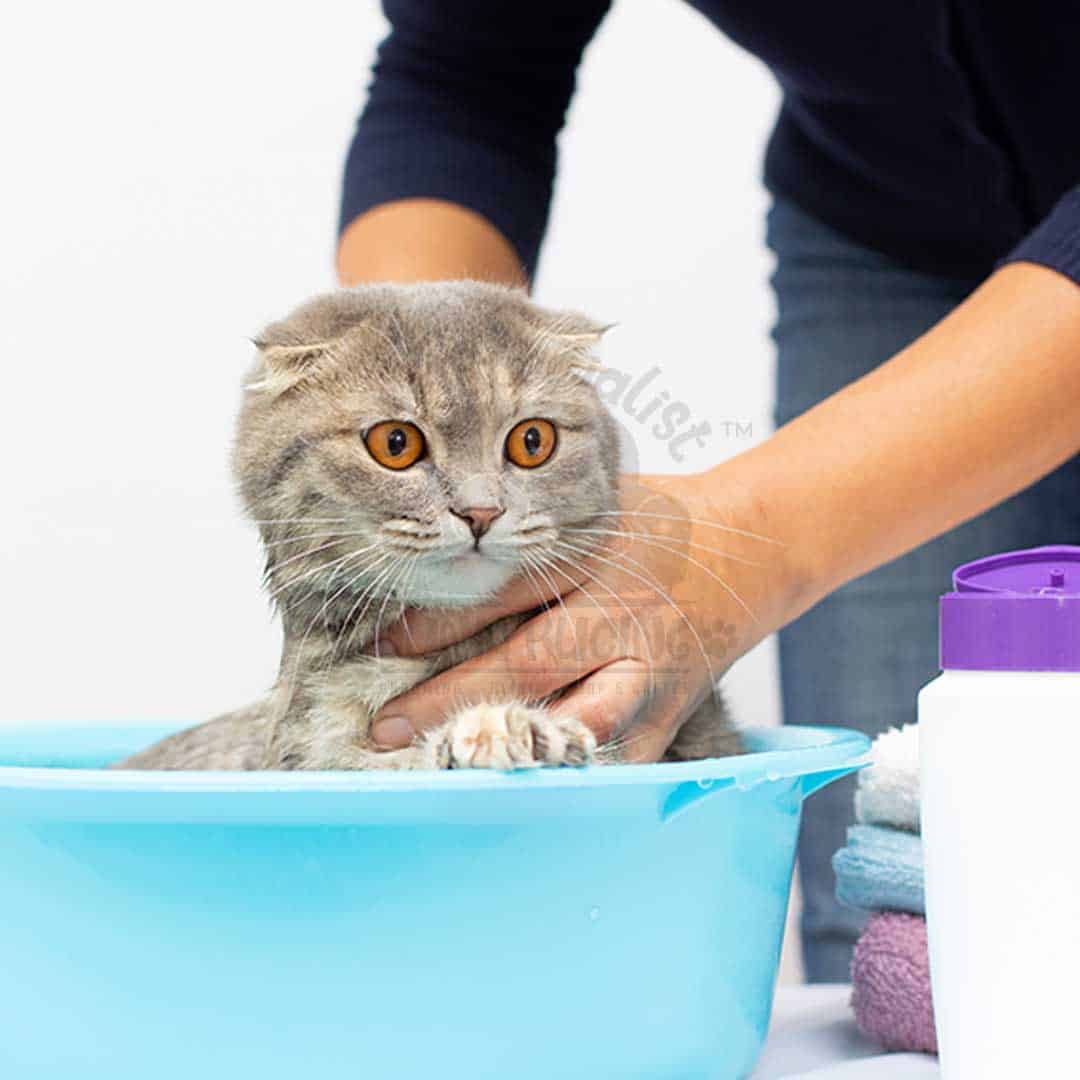 Premium Grooming - Conditioning