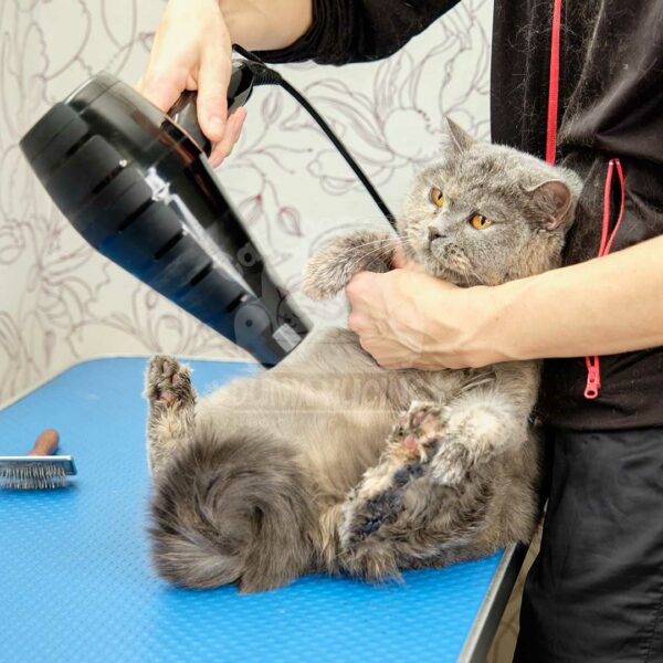 Grooming Hemat - Kucing Ras