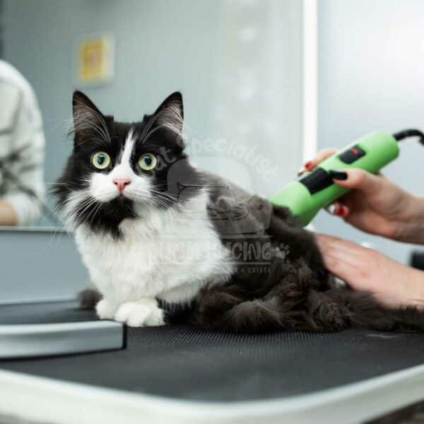 Premium Grooming - Semi Cat Show