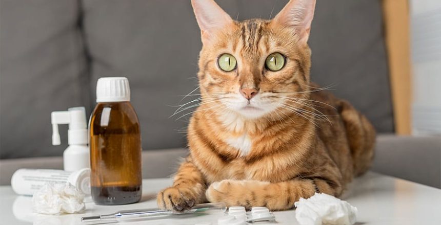 duniakucing-Bahaya Pemberian Obat Mandiri Pada Kucing