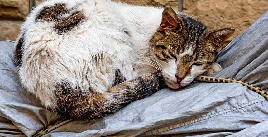 duniakucing-Penyebab Kematian atau Memburuknya Kondisi Seekor Kucing