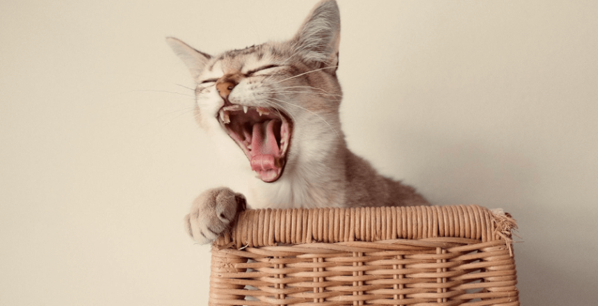 scaling-di-dunia-kucing-menjaga-kesehatan-gigi-mulut