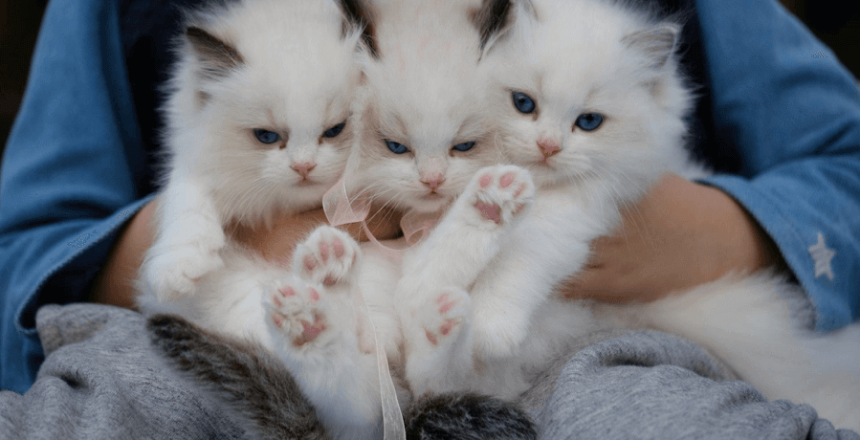 duniakucing-Cat Lover Wajib Tahu Tentang Dunia Kucing, Pet Shop Khusus Anabul Kesayangan